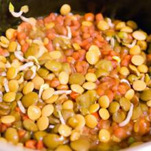 Sprout Success: Grow Your Own Beans & Lentils at Home