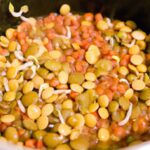 Sprout Success: Grow Your Own Beans & Lentils at Home
